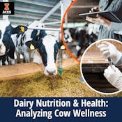 Dairy Nutrition & Health: Analyzing Cow Wellness