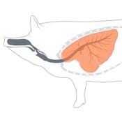 Respiratory Disease Control and Sustainable Livestock Production