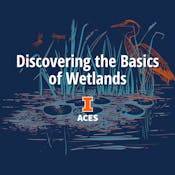 Discovering the Basics of Wetlands